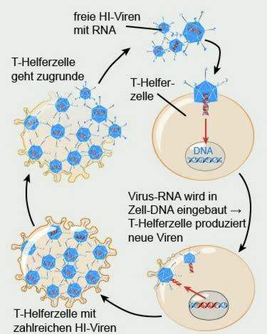 HIV-cycle