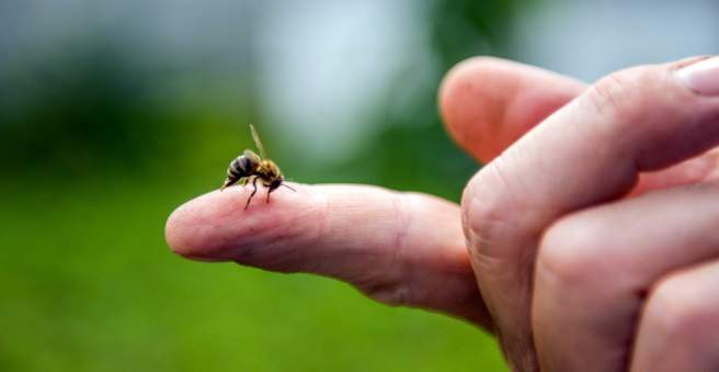allergische shock bij insectenbeet