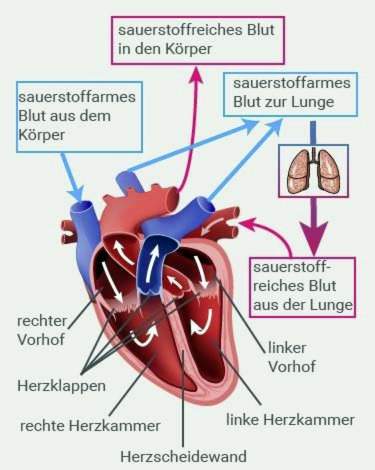 hart Anatomie