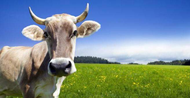 karvės pienas alergijos