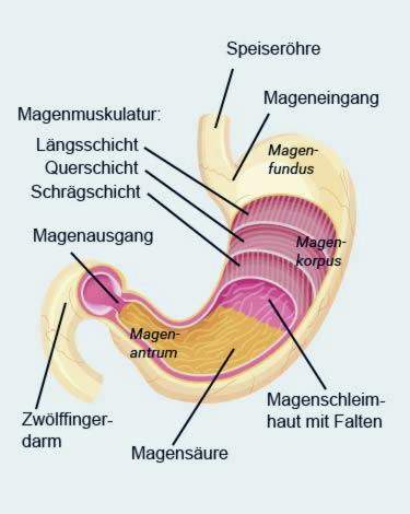 skrandžio anatomija