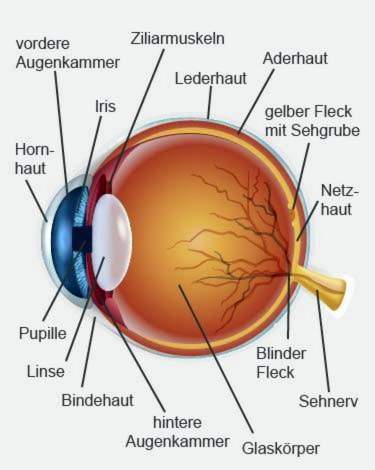 Akių anatomija