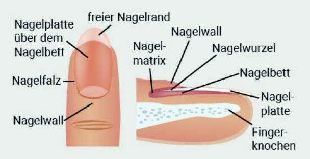 Anatomie van een nagel
