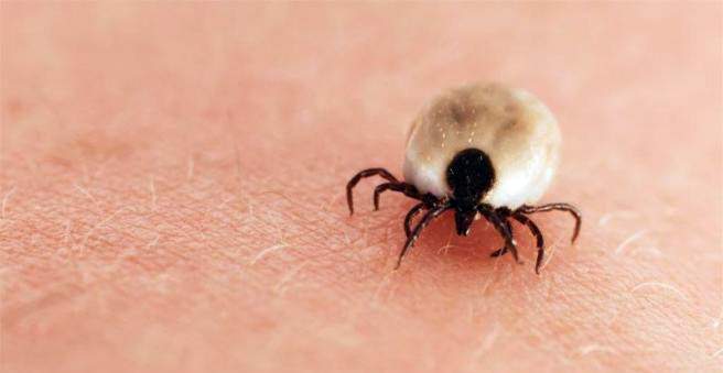 Tick ​​bite: what to do