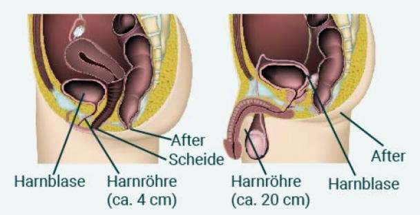 Anatomy of the bladder
